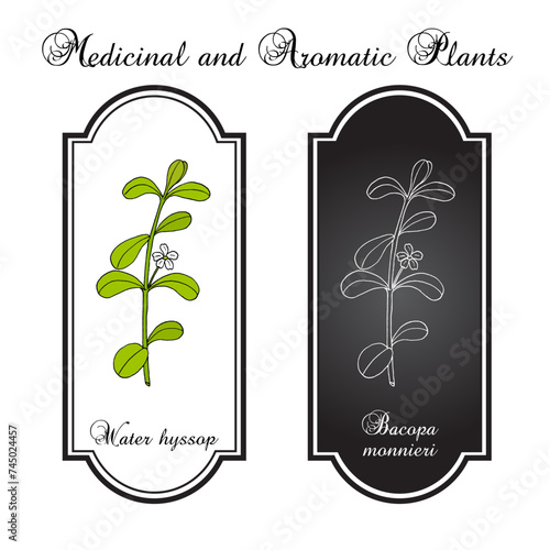 Brahmi (Bacopa monnieri ) or waterhyssop, thyme-leafed gratiola, water hyssop, herb of grace, Indian pennywort