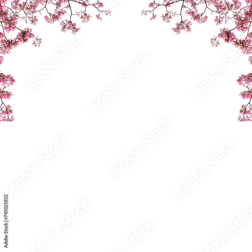Botanical Pink cherry blossom png background 