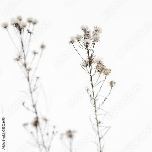 Dry plant in winter garden. Photos with vintage processing. Tinted image for interior poster, printing, wallpaper