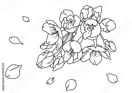 手描きの桜の花の線画イラスト（モノクロ）