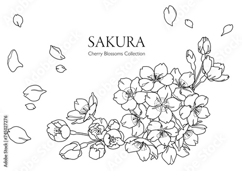 手描きの桜の花の線画イラスト（モノクロ）