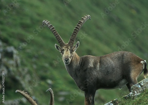 Steinbock photo