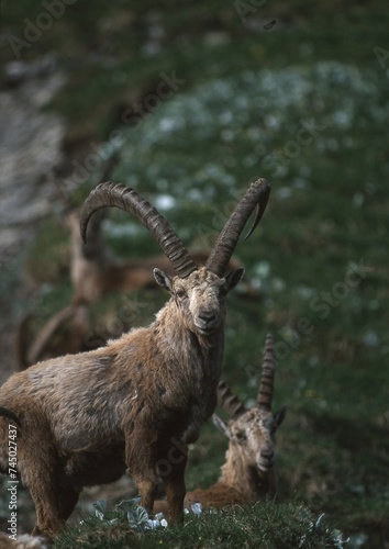 Steinbock