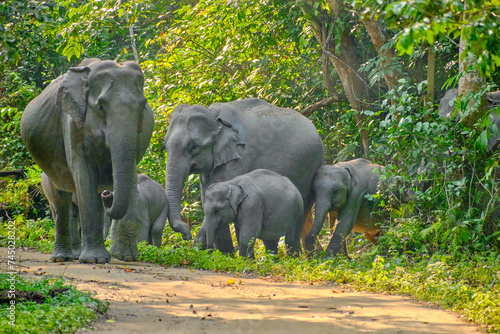 Photography Elephant herd at Kaziranga National Park, Assam, India