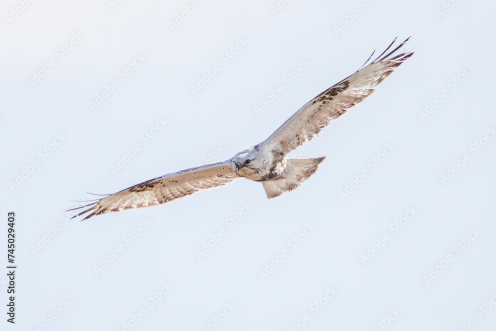 飛翔する美しいケアシノスリ（タカ科）。

日本国群馬県、利根川河川敷にて。
2024年2月17日撮影。

Beautiful Rough-legged Buzzard (Buteo lagopus, family comprising hawks) in flight.

At Tonegawa riverbed, Gunma, Japan,
photo by February 17, 2024.