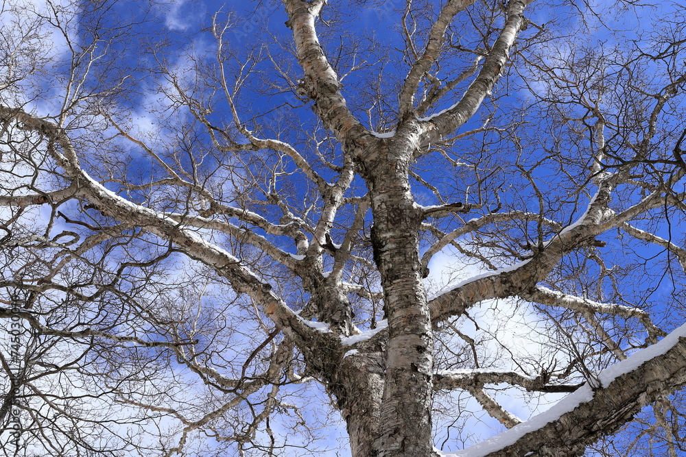 The trees of Mt. Fuji are covered with snow. The trees of Mt. Fuji are covered with snow.
