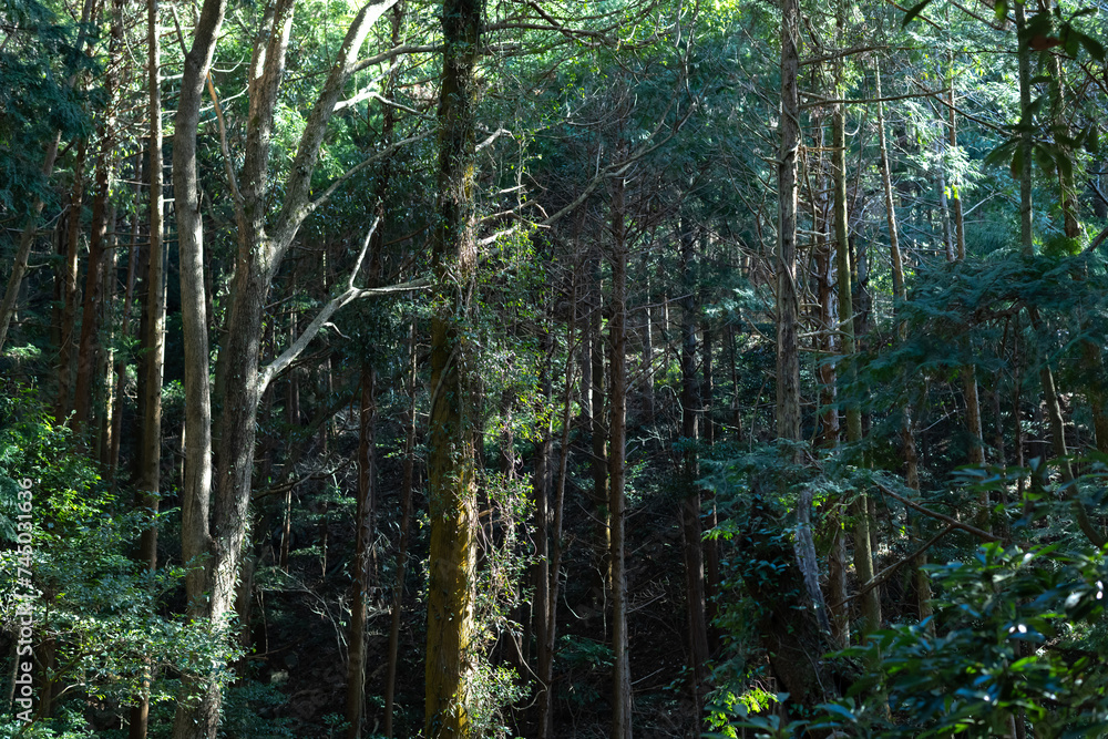 Fototapeta premium 木漏れ日の中の森