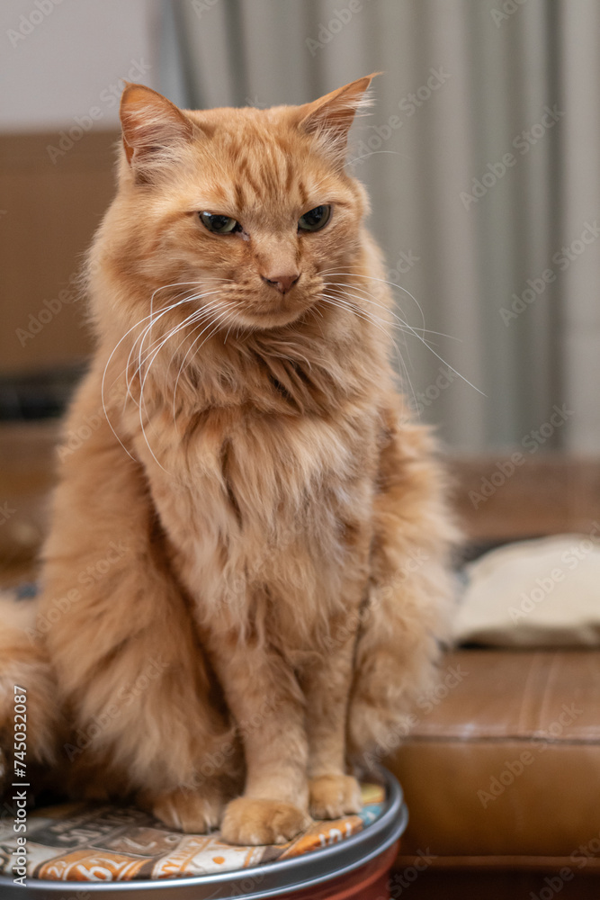 座っている猫 茶トラ猫 座っている猫 茶トラ猫
