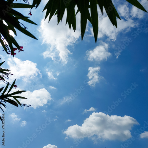 Branches of green leaves plant against blue sky background, white clouds photography, natural scenic view wallpaper