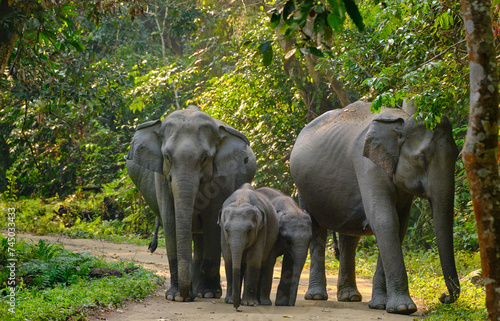 Pregnant elephants with their offspring at Kaziranga National Park photo