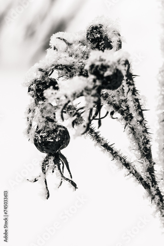 Dry herbs in the frost. Plants in the snow. Black and white Winter image. Monochrome minimalist image for posters or interior paintings
