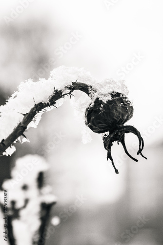 Dry herbs in the frost. Plants in the snow. Black and white Winter image. Monochrome minimalist image for posters or interior paintings