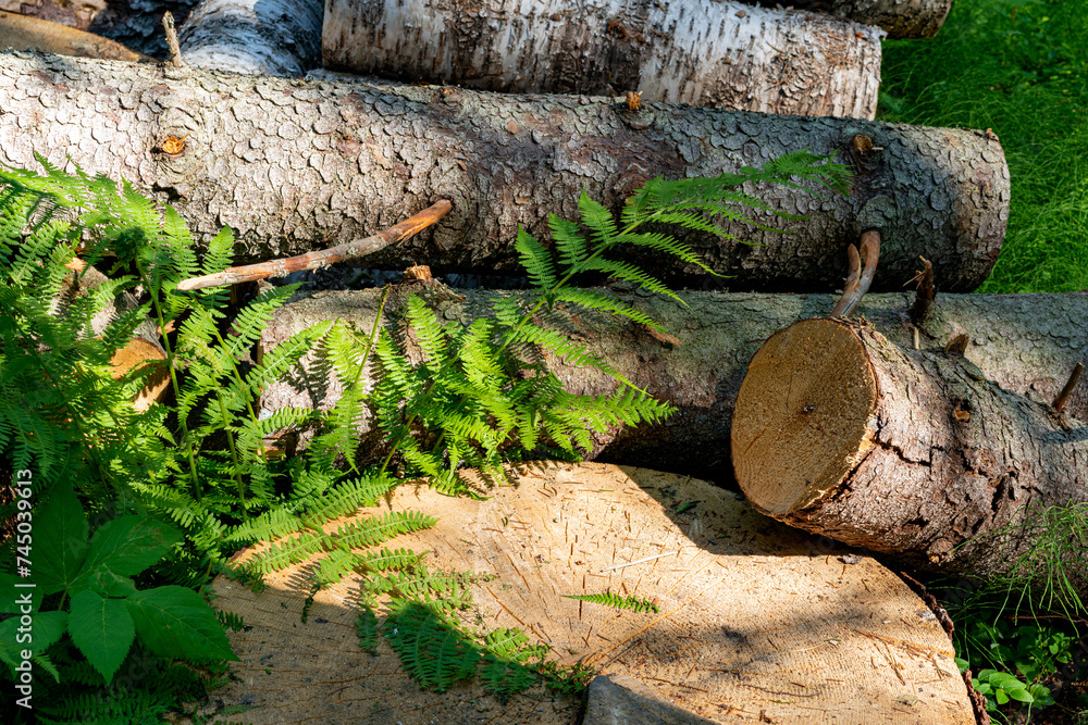 Fototapeta premium A fresh cut of a tree in the forest.