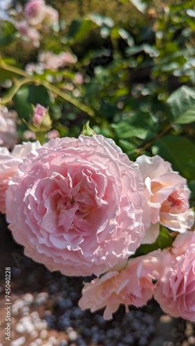 Beautiful roses in the garden, Roses are beautiful with a beautiful sunny day.
