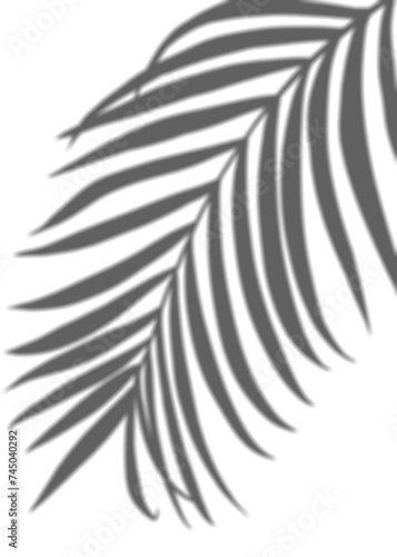 Palm Leaves silhouette, Leaf  Shadow, Tropical Coconut Leaf Overlay, Element Branches tree object for Spring Summer, Mock up Product Presentation