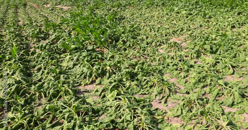 a field with withered beets during heat and drought, a field where the beet crop dries up from the heat and lack of rains in summer a field with withered beets during heat and drought, a field where the beet crop dries up from the heat and lack of rains in summer