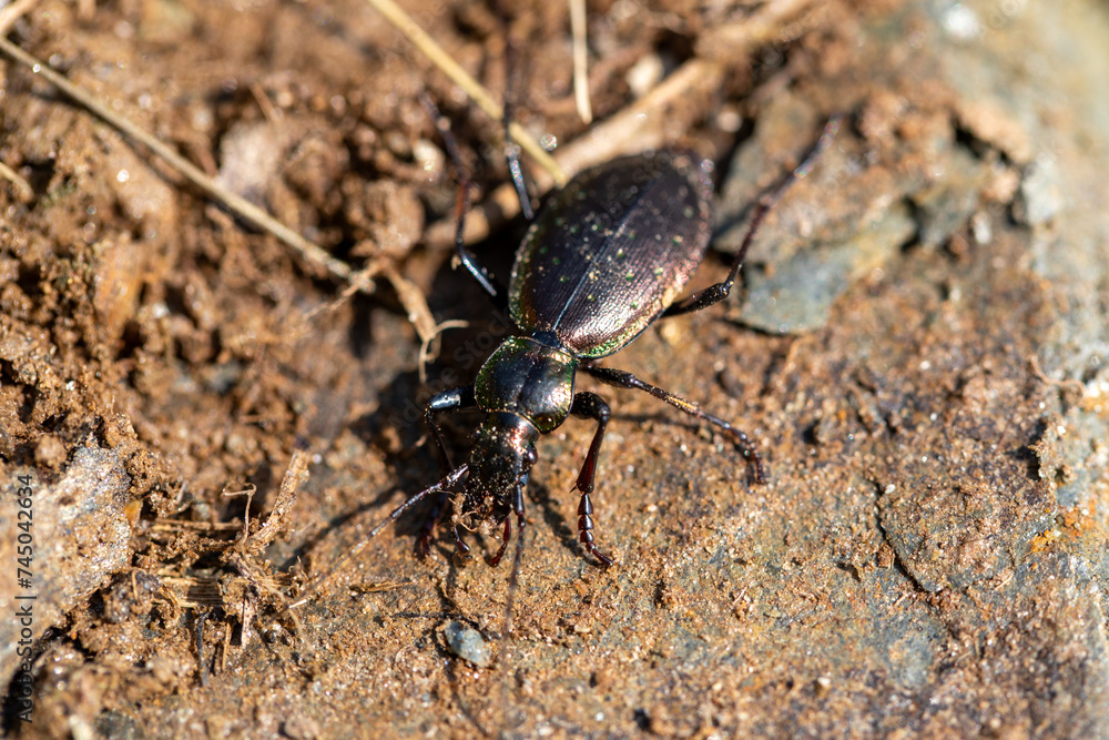 Ground beetle on the ground Ground beetle on the ground