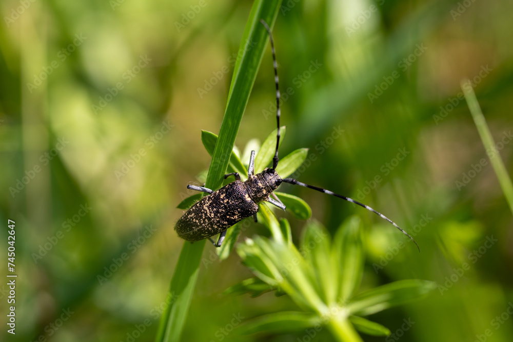 Longhorn beetle, small white-marmorated longhorn beetle, on a straw Longhorn beetle, small white-marmorated longhorn beetle, on a straw