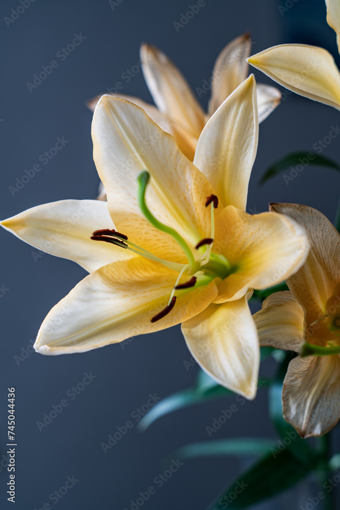 Obraz premium 黄色い百合