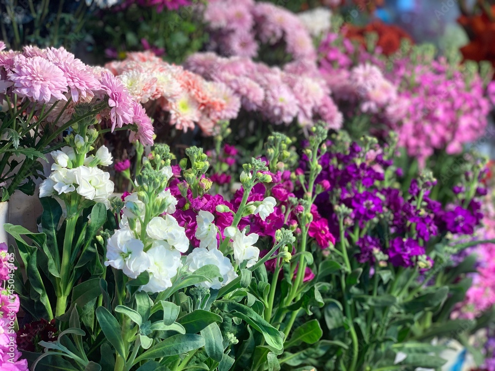 Combination of different colour flowers. Combination of different colour flowers.