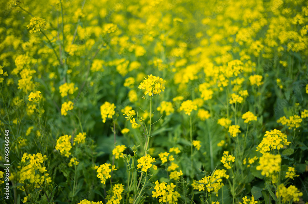 菜の花畑 菜の花畑