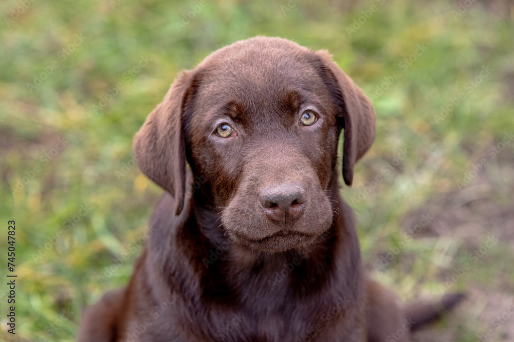 Chocolate Labrador Retriever puppy walking in the forest