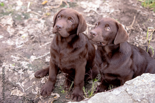 Chocolate Labrador Retriever puppy walking in the forest