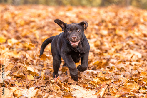 Chocolate Labrador Retriever puppy walking in the forest © Игорь Олейник