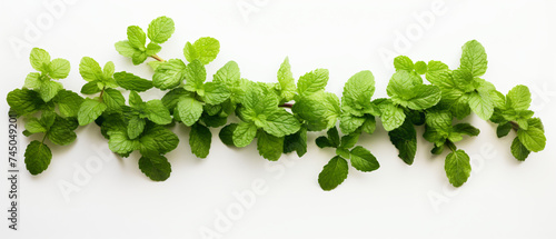 Food photography background banner kitchen herb