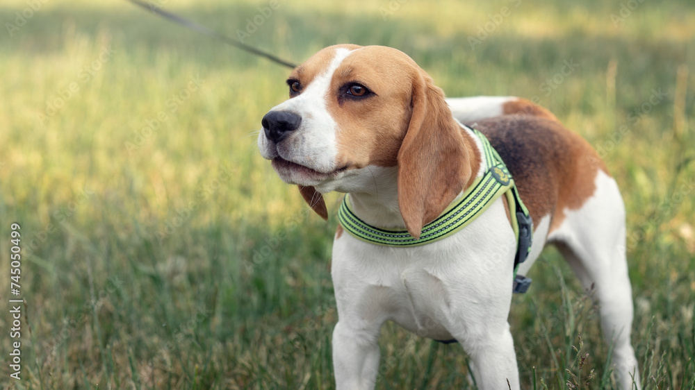 An adorable beagle dog standing in the grass field. An adorable beagle dog standing in the grass field.
