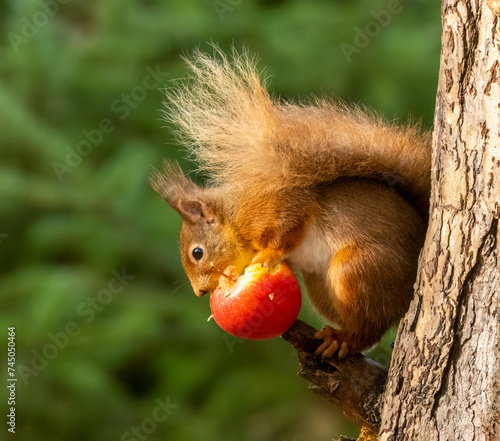 Hungry little red squirrel eating a juicy red apple on the branch of a tree in the forest
