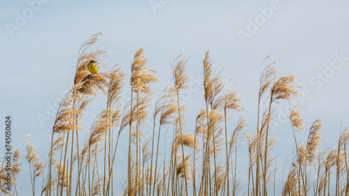 Horizontal photo with dry reeds wisps, blue sky background and a yellow little bird perched bird on them