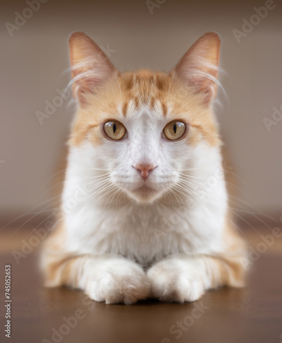 Portrait of ginger cat lying down with ears stretched and paws in front while looking direct at camera. Symmetry.