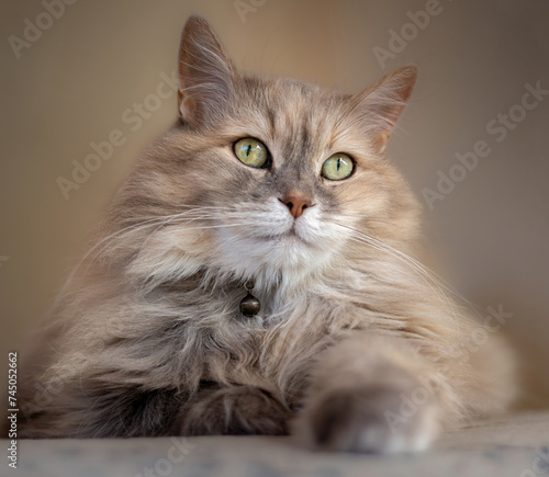 Beautiful bright eyes of long haired cat lying down with paw stretched and wearing necklace with bell