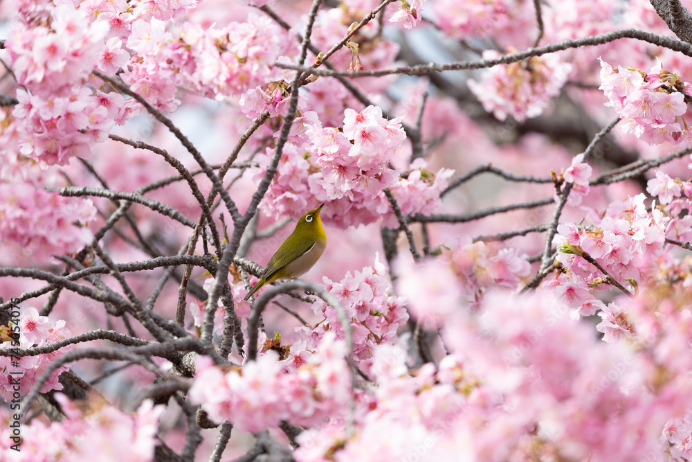 The warbling white-eye , also known as the Japanese white-eye and mountain white-eye, is a small passerine bird in the white-eye family. The warbling white-eye , also known as the Japanese white-eye and mountain white-eye, is a small passerine bird in the white-eye family.