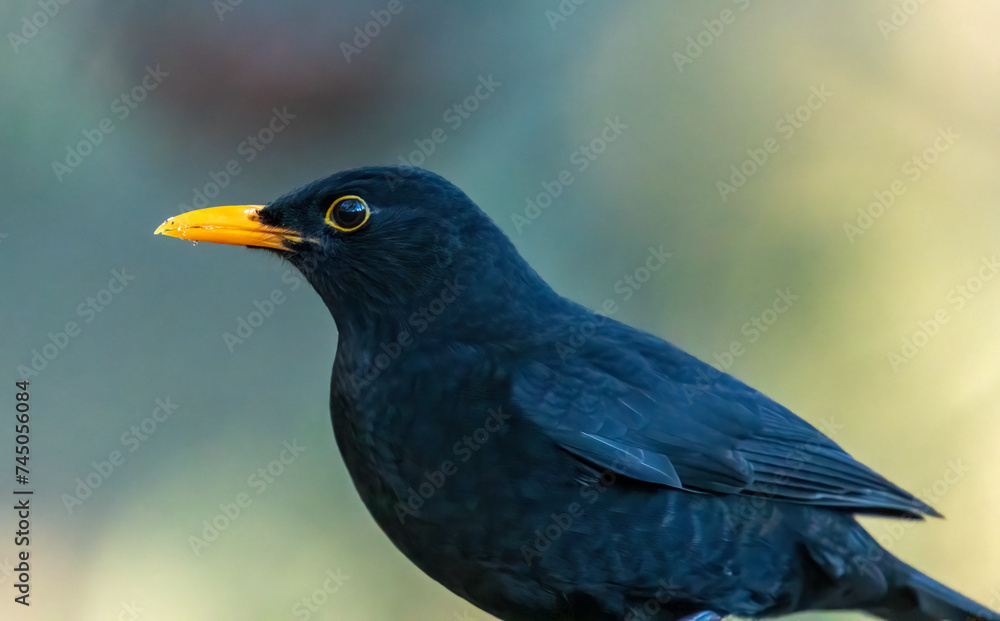 Close up of a male blackbird tih yellow beak and natural forest background Close up of a male blackbird tih yellow beak and natural forest background