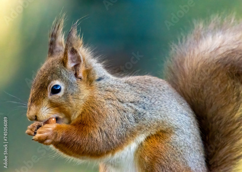 Close up of a hungry little scottish red squirrel eating a nut 