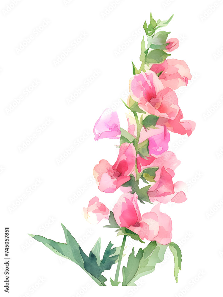 Snapdragons flower Minimal watercolor on white background