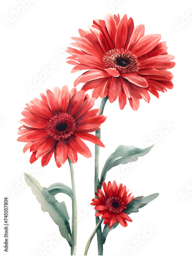 Gerbera Daisies flower Minimal watercolor on white background 