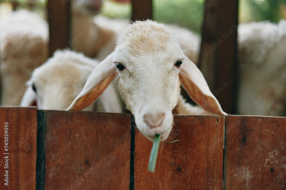 Sheep eating grass from a wooden fence in a pen on a farm bók - obrazy, fototapety, plakaty 