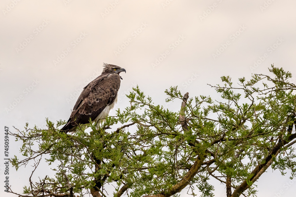 A martial eagle, Polemaetus bellicosus, perched in a tree in Queen Elizabeth National Park, Uganda. This large eagle is now an endangered species. Early morning light. A martial eagle, Polemaetus bellicosus, perched in a tree in Queen Elizabeth National Park, Uganda. This large eagle is now an endangered species. Early morning light.