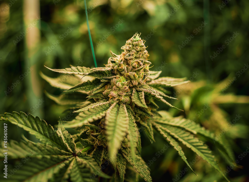 Premium cannabis plants in a greenhouse ready for harvest. Premium cannabis plants in a greenhouse ready for harvest.