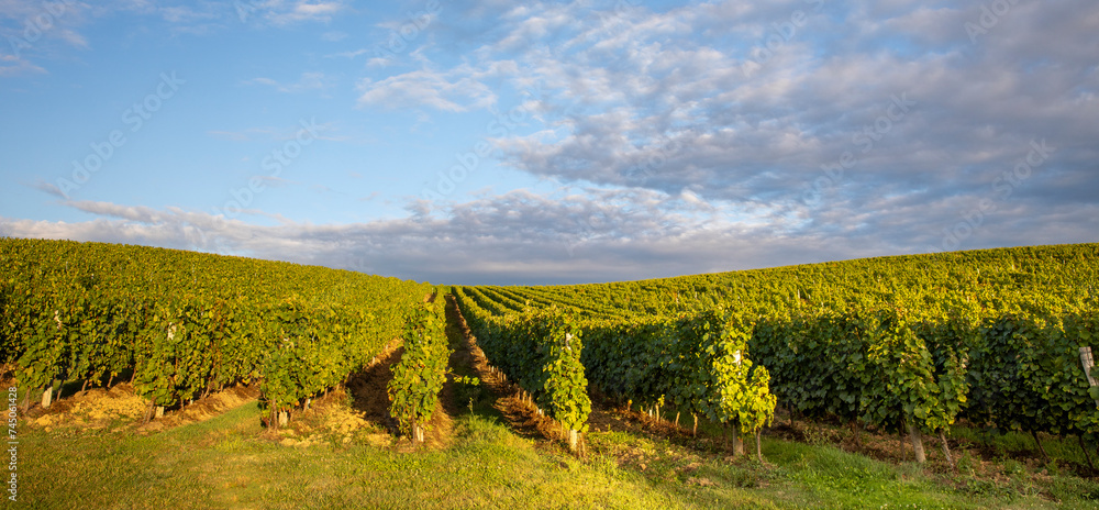 Vignes au printemps dans les vignoble de France avant les vendanges.