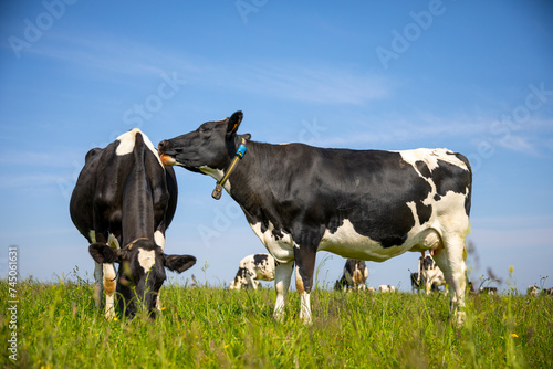 Troupeau de vaches laitières noir et blanche en pleine nature au printemps. © Thierry RYO