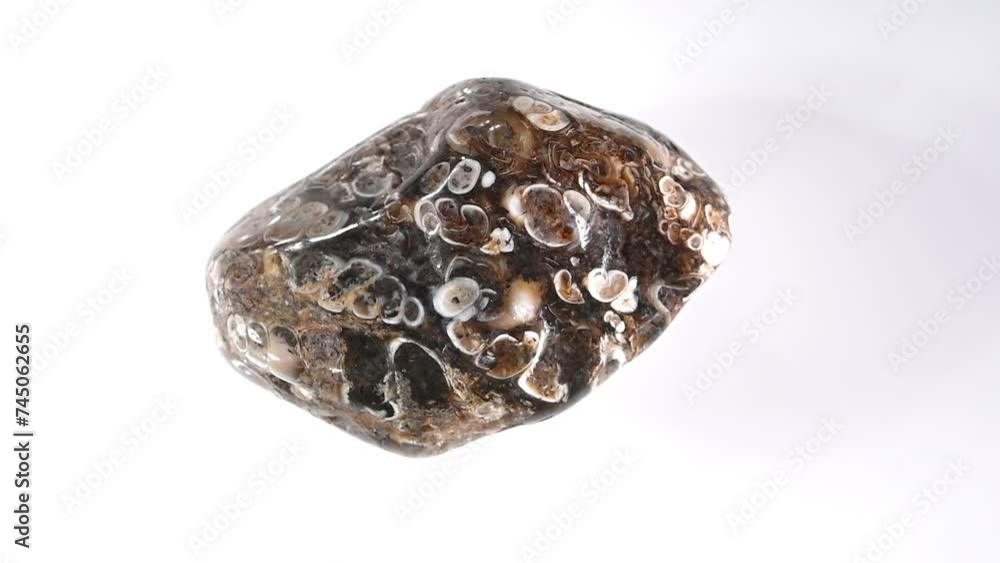 Turritella Agate - agate from Green River Formation, Wyoming, containing fossil snail shells Turritella Agate - agate from Green River Formation, Wyoming, containing fossil snail shells