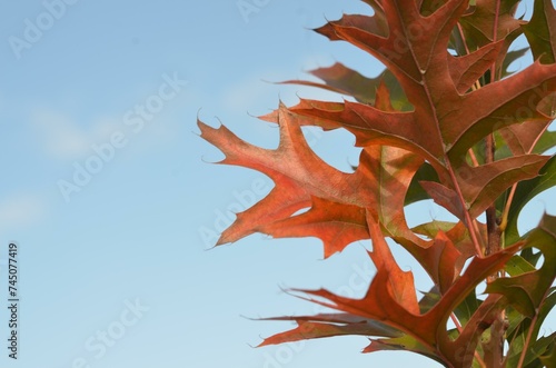 Autumn leaves of pin oak Quercus palustris 'Green Pillar'