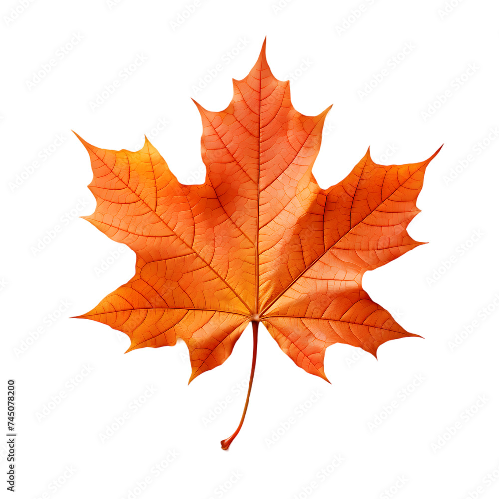 autumn maple leaf, artistic maple leaf, single maple leaf autumn maple leaf, artistic maple leaf, single maple leaf