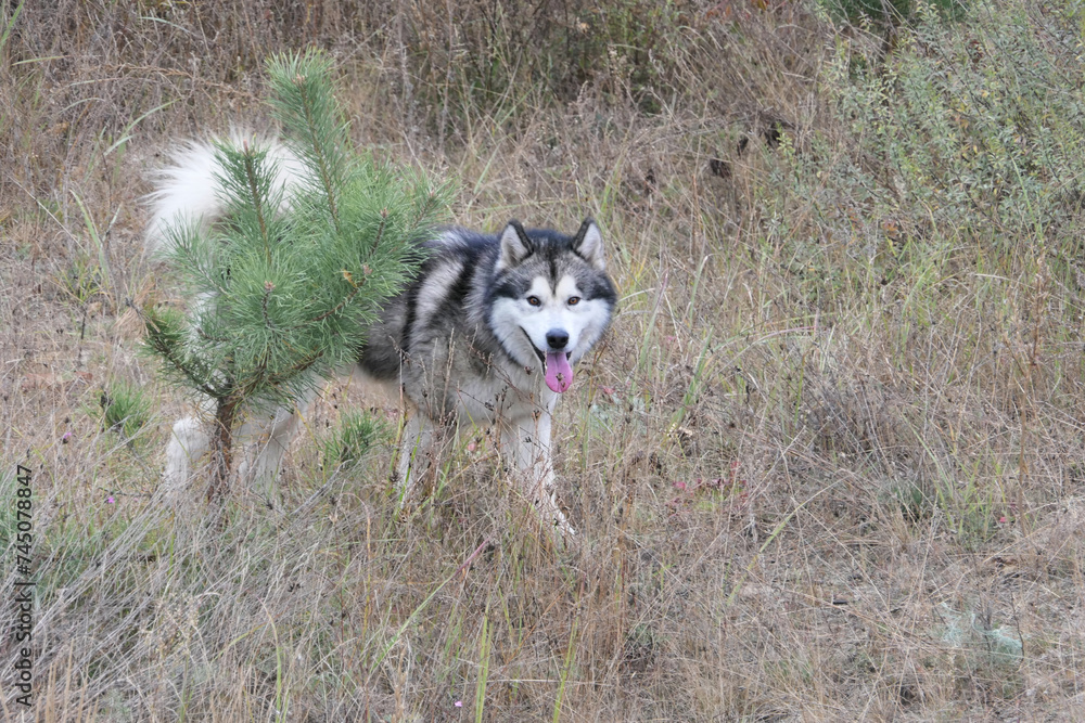 A Malamute dog runs in a field among dry grass.