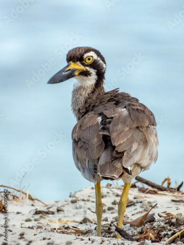 Beach Thick-knee in Queensland Australia photo