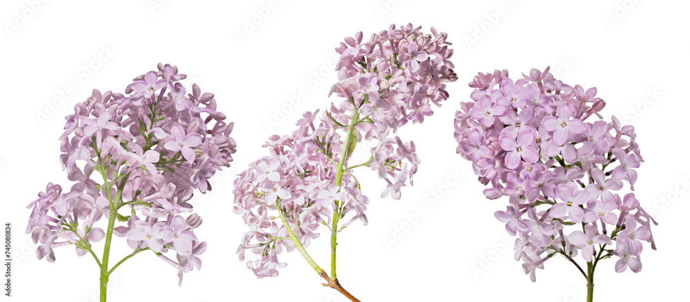 fine light pink three lilacs isolated large blooms fine light pink three lilacs isolated large blooms